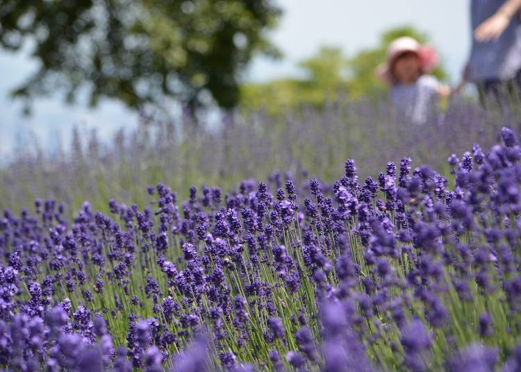 Harvesting Experiences Available Through July!