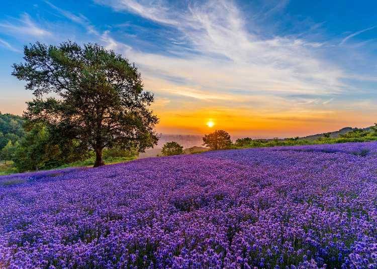 Spectacular View of the Morning Sun Over Sapporo City and the Lavender Fields