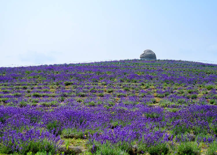 Surround Yourself by Hills of Lavender