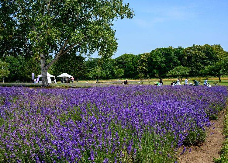 A True Hokkaido Experience: A Beautiful Blend of White Birch and Lavender