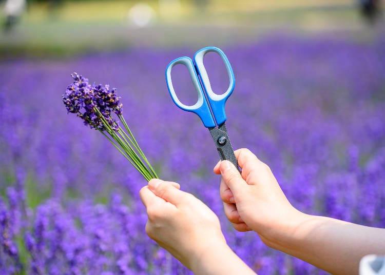 Experience Lavender Harvesting For Yourself!