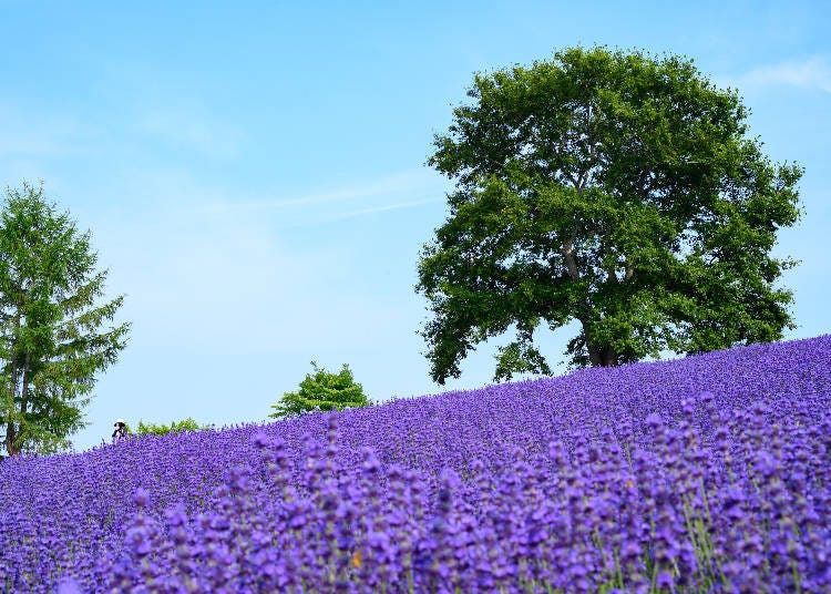 4:30 PM: Views of Sapporo City from Horomitoge Lavender Garden