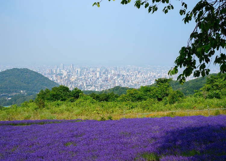 Experience the Stunning Sapporo Cityscape Beyond the Lavender Carpets of Purple