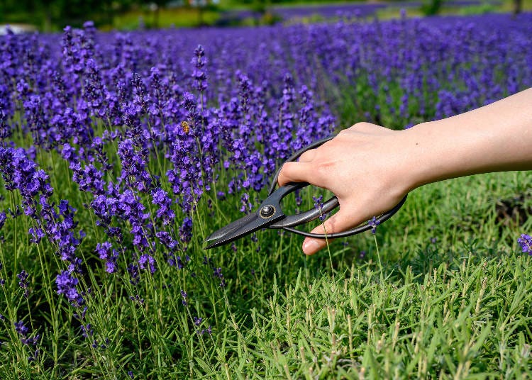Harvesting Experiences Available Through July!