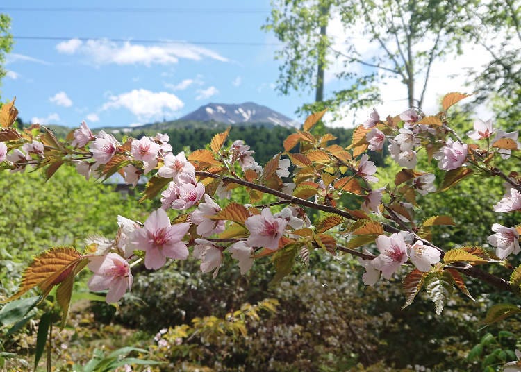 (Photo courtesy of Daisetsuzan Asahidake Ropeway)