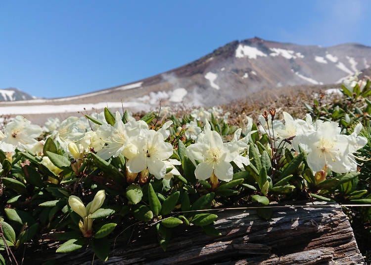 (Photo courtesy of Daisetsuzan Asahidake Ropeway)