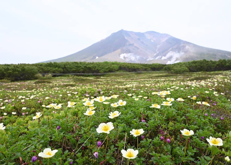 What is the Asahidake Area Like?