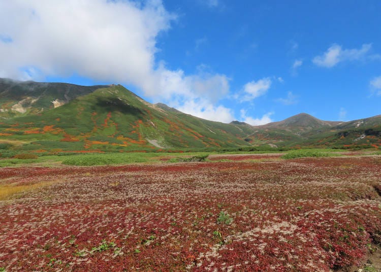(Photo: Asahidake Visitor Center)