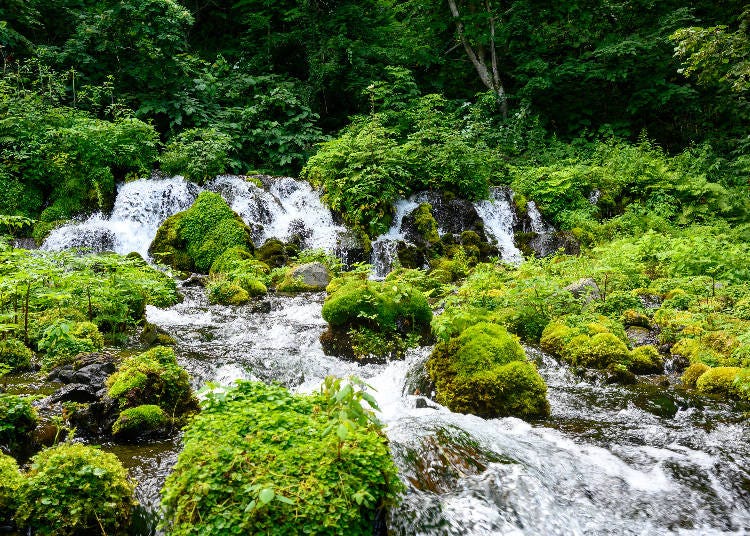 やるべきこと⑤自然と羊蹄山の恵みが溶け込んだ名水を飲みに行く！