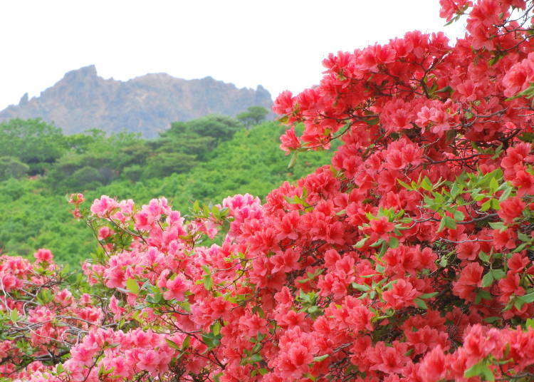 5. Visit Mt. Esan for the Stunning Azaleas and Autumn Colors
