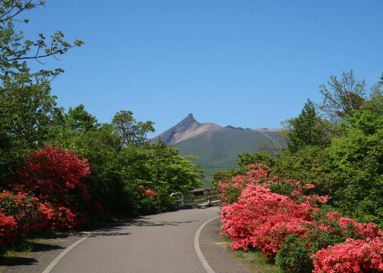 季節ごとの見どころを楽しむ