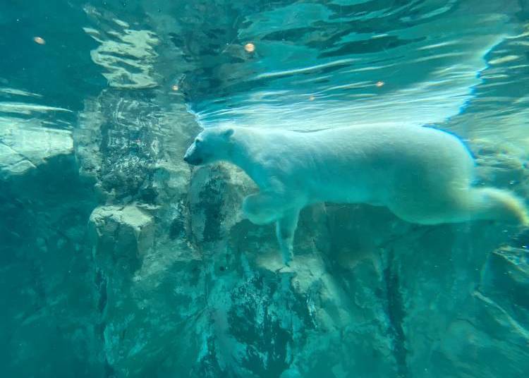 Polar bear swimming underwater