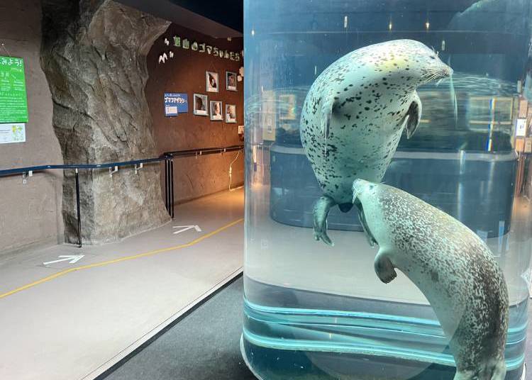 Seals swimming around in a cylindrical tank
