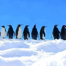 【1人成團】旭山動物園&白鬚瀑布&美瑛&森林精靈露臺/青池(中英文導遊/北海道札幌出發)
Photo: (Klook)