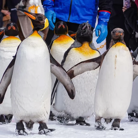 One-Day Tour of Hokkaido | Asahiyama Zoo & Christmas Tree & Shirahige Falls or Shikisai no Oka & Ningle Terrace or Shirogane Blue Pond | Departure from Sapporo
Photo: (Klook)