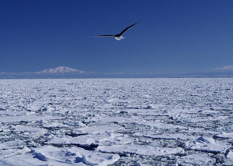 Image courtesy of PIXTA