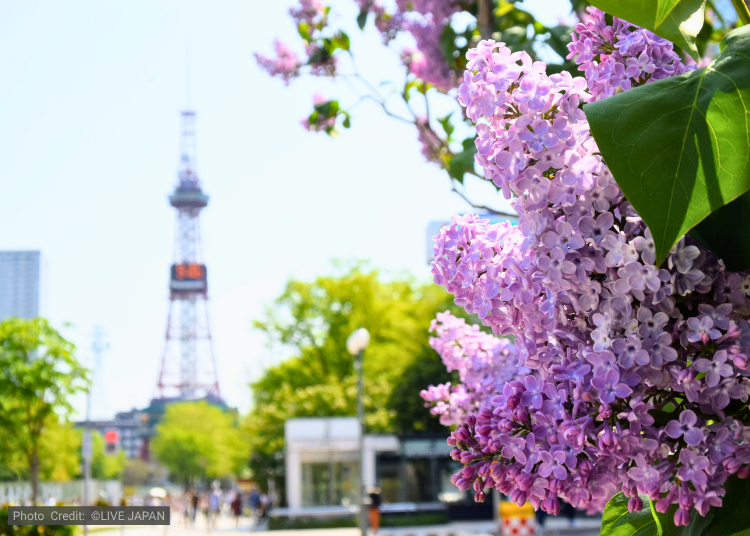 チャーター車でゆったり巡る！北海道の春旅の魅力とは？