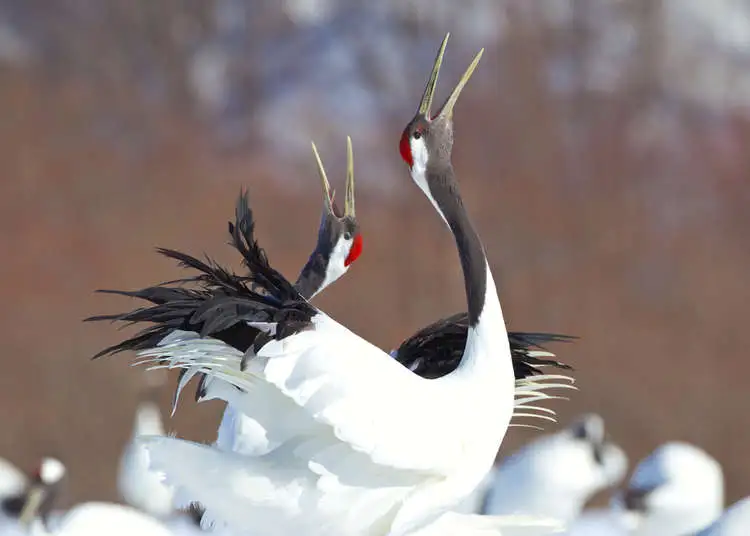 圖片來源：https://livejapan.com/ja/in-hokkaido/in-pref-hokkaido/in-kushiro/article-a1000093/