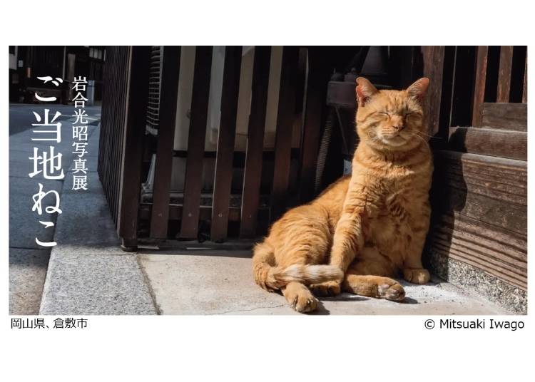 Image credit: Mitsuaki Iwago