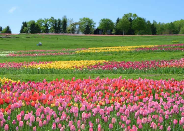 感受北海道之春：国立泷野铃兰丘陵公园 2026年夏季营业正式开启！