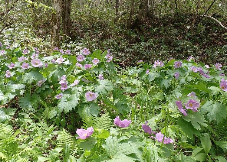 圖片來源：PRTimes／国営滝野すずらん丘陵公園