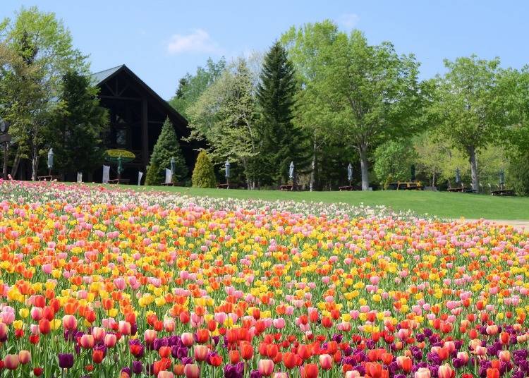 拍攝於2025年5月19日 圖片來源：PRTimes／国営滝野すずらん丘陵公園
