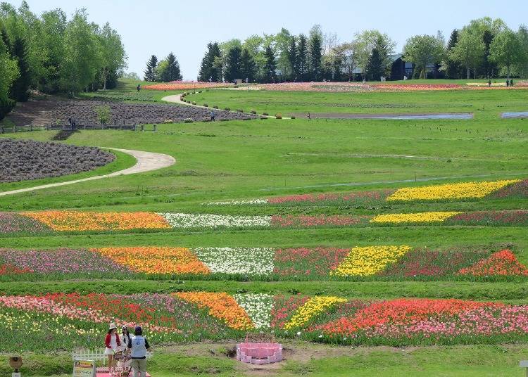 拍攝於2025年5月19日 圖片來源：PRTimes／国営滝野すずらん丘陵公園