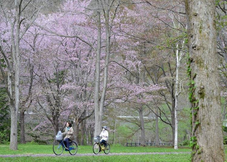 往年景色 圖片來源：PRTimes／国営滝野すずらん丘陵公園