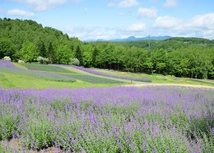 拍攝於2025年6月17日 圖片來源：PRTimes／国営滝野すずらん丘陵公園