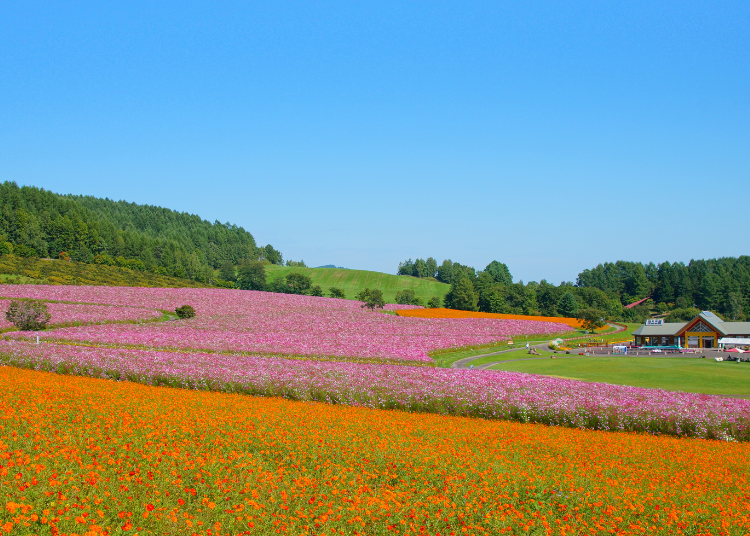 日本最大级波斯菊花海：北海道&ldquo;太阳之丘远轻公园波斯菊园&rdquo;完整游览指南