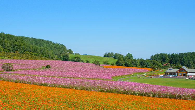 日本最大規模波斯菊花海：北海道「太陽之丘遠輕公園波斯菊園」完整賞遊指南