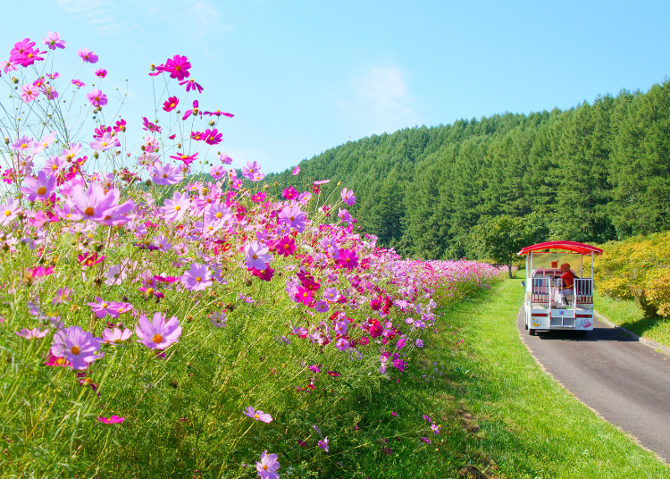 圖片來源:一般社團法人遠輕町觀光協會