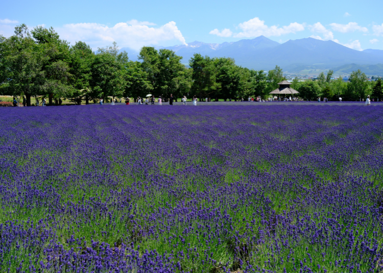 Furano & Biei Bus Tour Review: Farm Tomita, Blue Pond & Shikisai no Oka in One Day