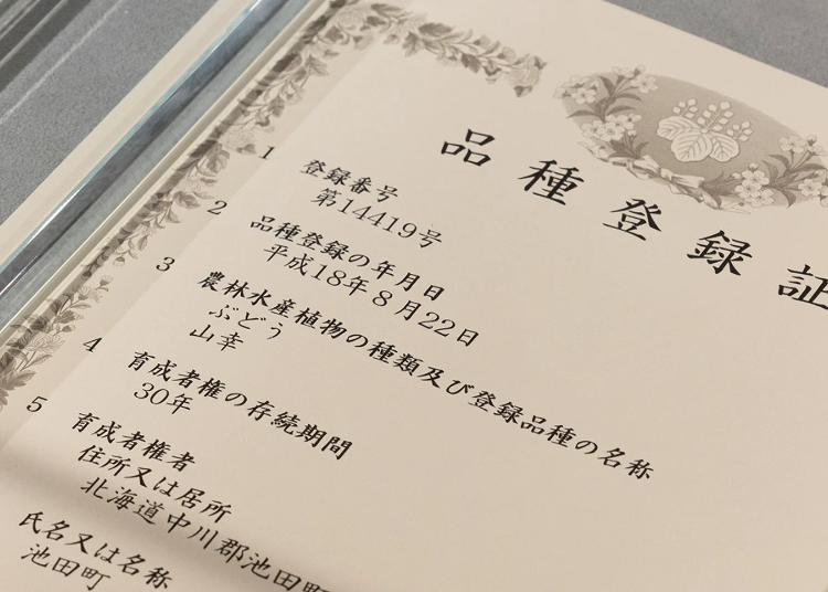 ▲Registered as a domestic variety in 2006. In 2020, it became the third Japanese variety to be included in the OIV list.