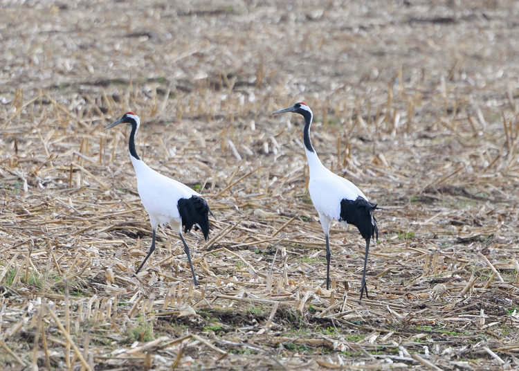 ▲Tsurui Village is surrounded by a rich natural environment that serves as a habitat for Japanese cranes and other diverse wildlife.