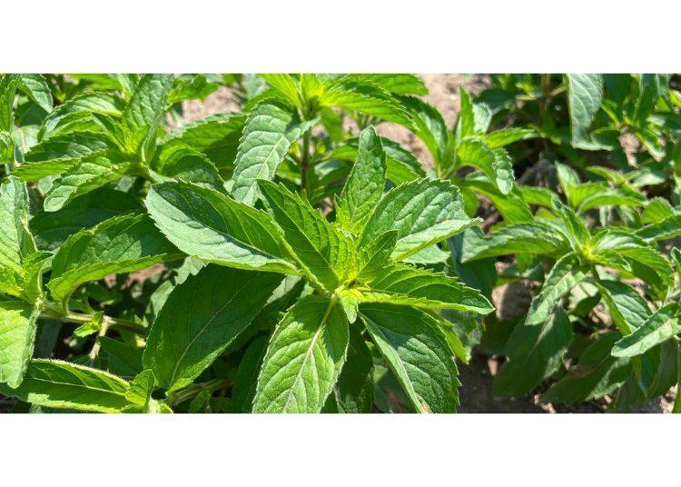 ▲Japanese mint (Washu Hakka)