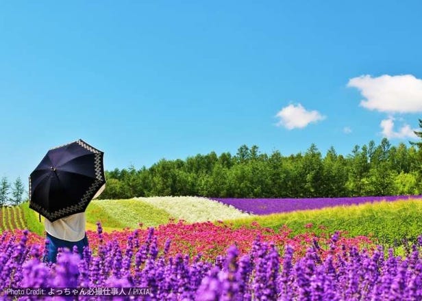 Hokkaido for Travelers from India: A Complete First-Trip Guide