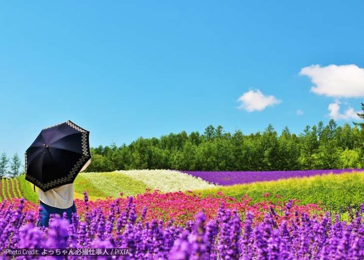 Hokkaido for Travelers from India: A Complete First-Trip Guide