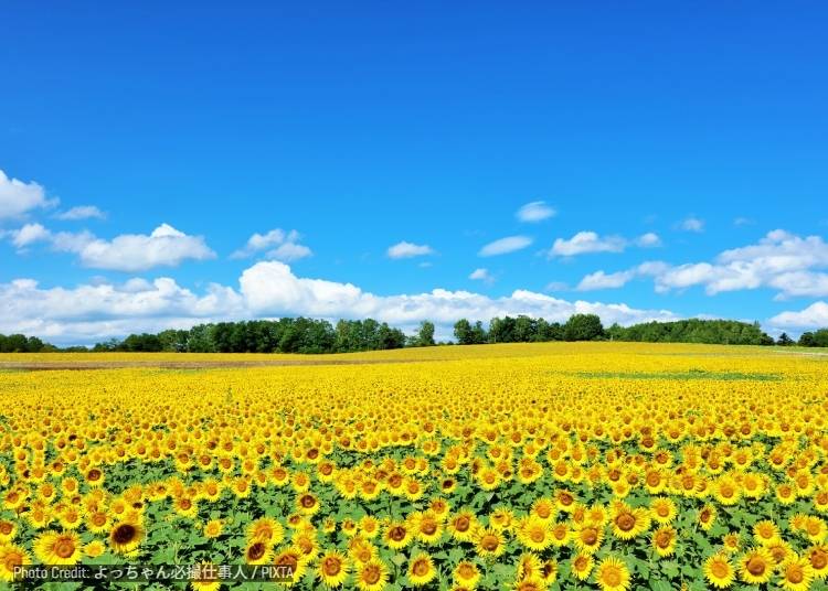Summer (June&ndash;August): Japan's Cool Corner