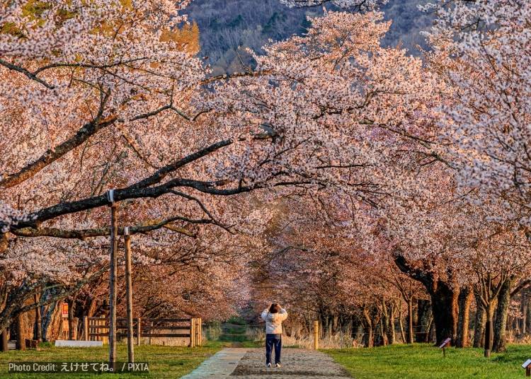 Spring (April&ndash;May): Late-Blooming Sakura