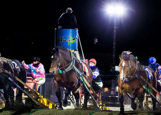 Feel the Power of Giant Draft Horses Racing with Iron Sleds at Banei Tokachi (Obihiro Racecourse)