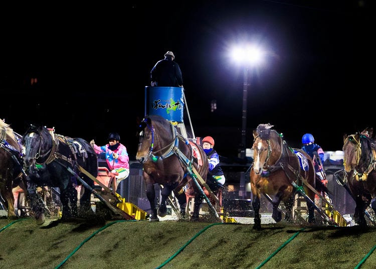 Feel the Power of Giant Draft Horses Racing with Iron Sleds at Banei Tokachi (Obihiro Racecourse)