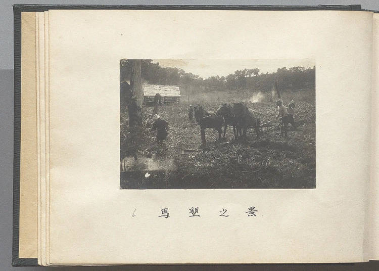 ▲During Hokkaido’s pioneering era, horses were both an essential source of power and part of the family for farmers (Photo: Hokkaido University Northern Studies Collection)