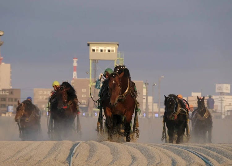 ▲These powerful horses continue to excite spectators even as the times change