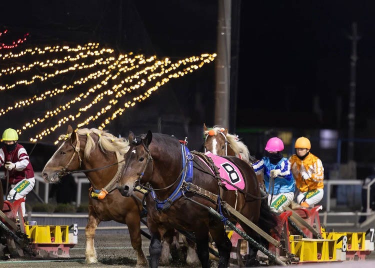 ▲Stopping the draft horses to conserve their stamina