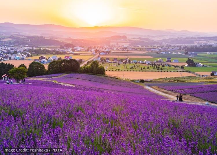 Furano: Hokkaido&rsquo;s countryside superstar (2026 attractiveness ranking: #7)