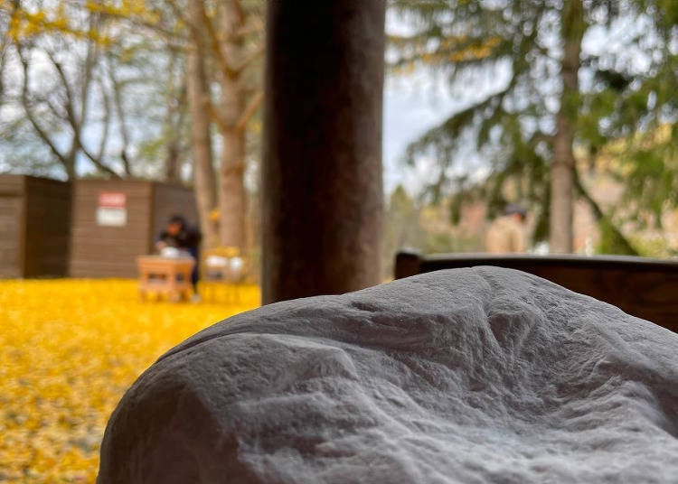 ▲Golden ginkgo leaves carpeted the ground.