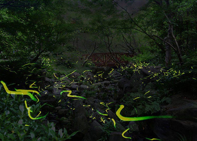 ▲ 나카시젠노 모리에는 1994년부터 반딧불 방류를 실시한다. 밝은 빛이 하늘을 날아 다니는 환상적인 광경이 펼쳐진다
