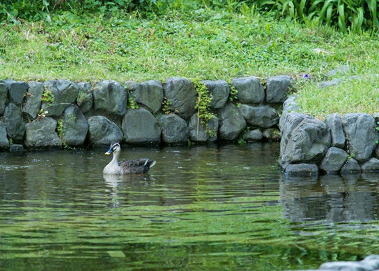 ▲突然後面傳來陣陣水聲，原來是野鳥降落於池塘