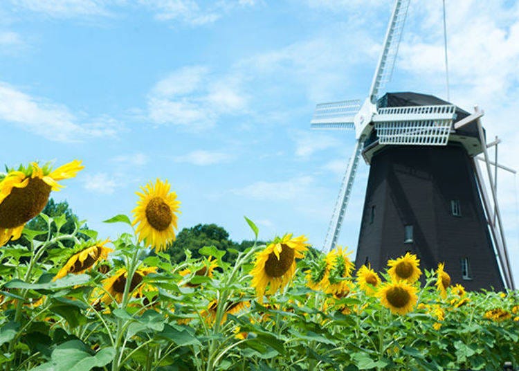 ▲Windmill cabin atop the little hill. A sunflower field surrounds it. (Best time to see sunflowers in Osaka: mid-July to August)
